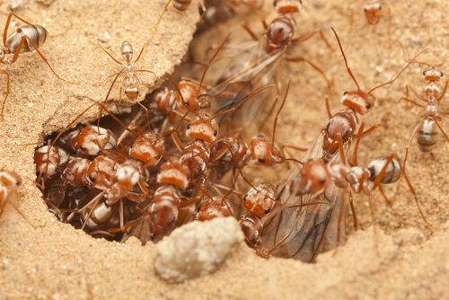 una colonia di formiche operaie marroni