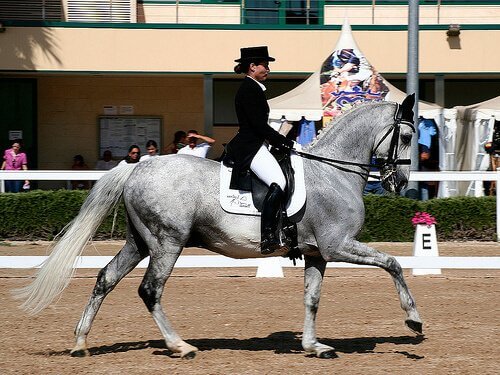 Competizione di dressage con fantina e cavallo grigio
