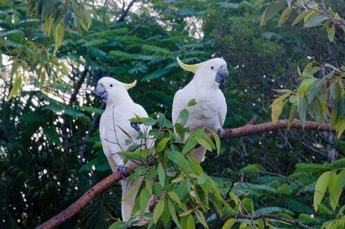 Coppia di cacatua bianchi nella foresta