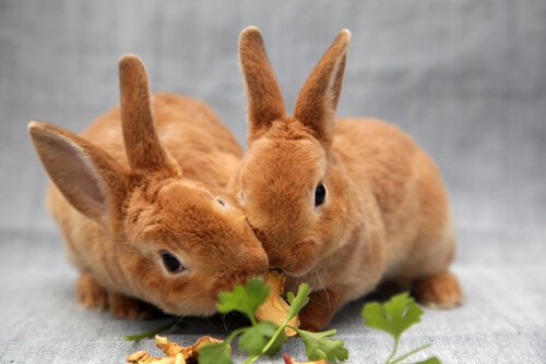 una coppia di coniglietti mangia delle foglie