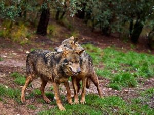Lupo iberico: un predatore dal fascino unico