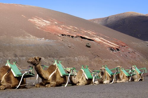 una fila di cammelli nel deserto con seggiolini verdi