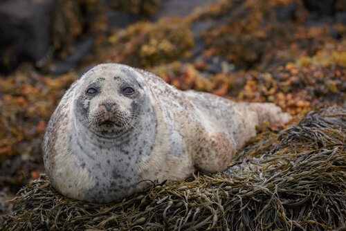una foca maculata stesa su una spiaggia di alghe