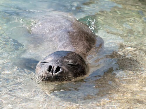 una foca respira con il naso a pelo d'acqua