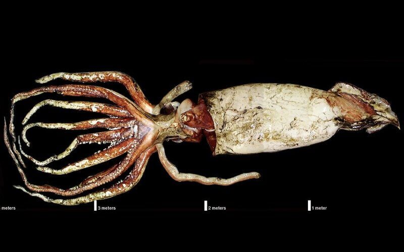una foto ai raggi x di un Calamaro gigante