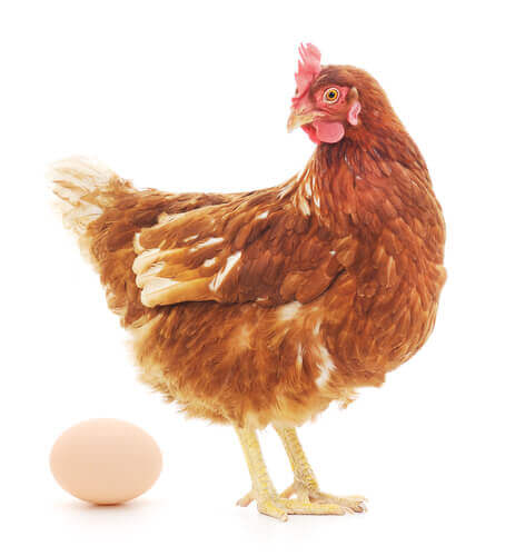 gallina e uovo