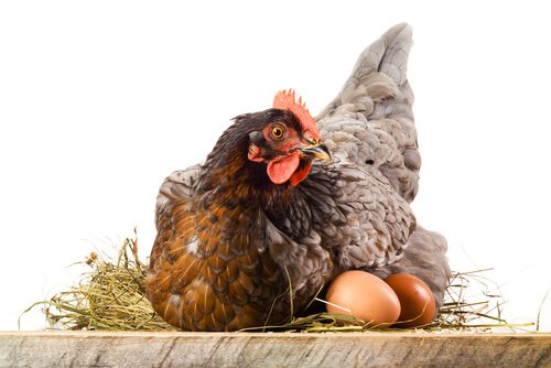 Come mai le galline mangiano le loro uova?