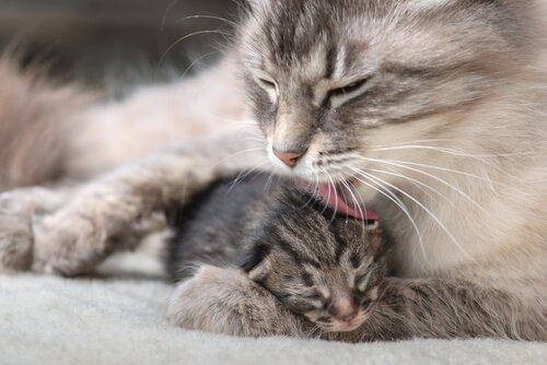 una gatta si prende cura di un gattino appena nato