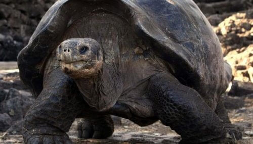 una gigantesca tartaruga delle isole galapagos