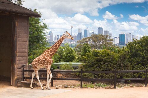 Giraffa in uno zoo americano