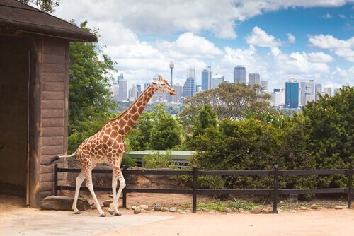 Giraffa in uno zoo americano 
