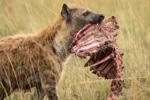 una iena con in bocca una carcassa