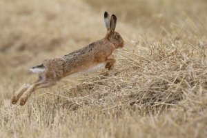6 differenze tra lepri e conigli che dovete conoscere