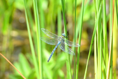 Libellula verde in mezzo a un campo