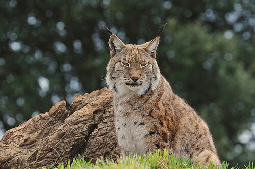 una lince iberica seduta tra l'erba