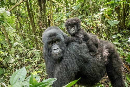 Mamma di Gorilla di montagna col suo piccolo sul dorso