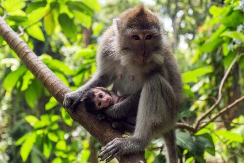 Macaco cinomolgo: caratteristiche, comportamento e habitat