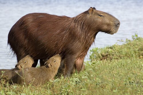 Mamma di capibara con due piccoli