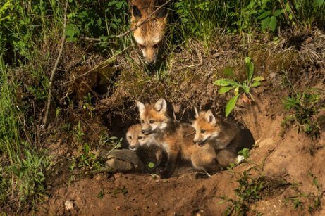 Mamma di volpe rossa con tre cuccioli nella tana