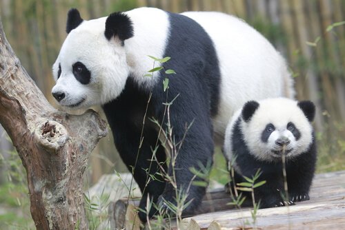Mamma panda con un cucciolo 