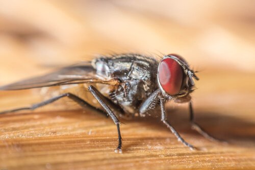 una mosca dagli occhi rossi su una tavola di legno