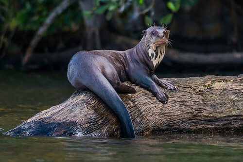 lontra su un tronco nel fiume