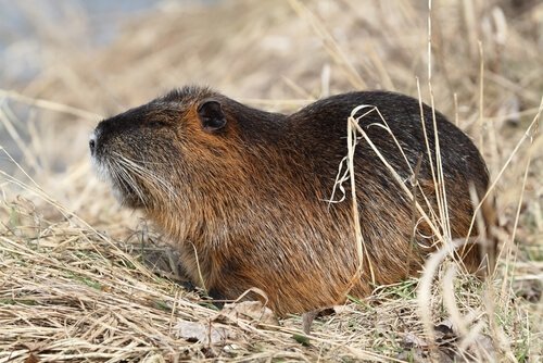 Nutria tra erba secca
