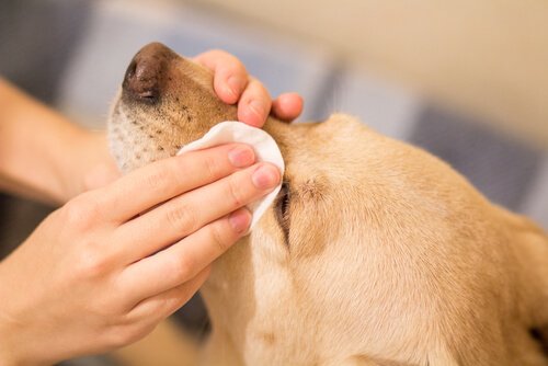 Come bisogna lavare gli occhi al cane?