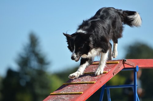 Passerella di agility e border collie che scende