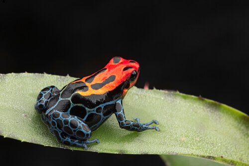una rana rosso azzurra a pois su una foglia