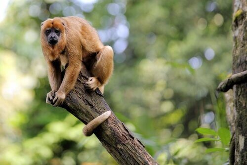 una scimmia urlatrice rannicchiata su un ramo