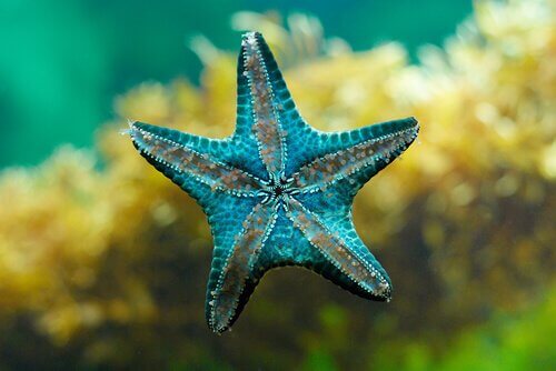 una stella marina appoggiata su un cristallo