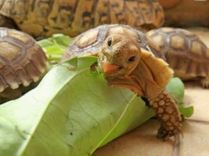 L'alimentazione della tartaruga africana