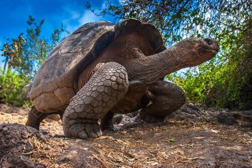 Tartaruga delle isole Galapagos