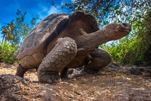 Tartaruga delle isole Galapagos