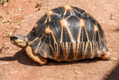 una tartaruga del madagascar sulla sabbia