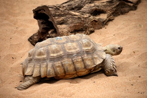 una tartaruga di terra tra le dune di un deserto