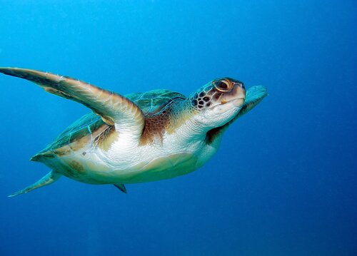L’incredibile senso di orientamento della tartaruga marina