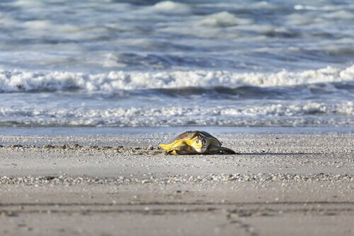 Tartaruga marina su una spiaggia