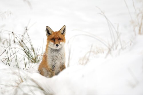 5 animali che vivono sulla neve