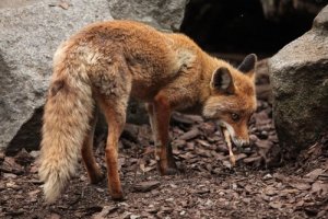 Rabbia negli animali selvatici: una pericolosa zoonosi