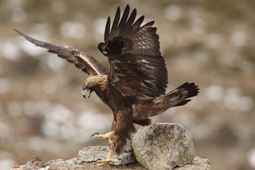 Aquila imperiale iberica mentre atterra