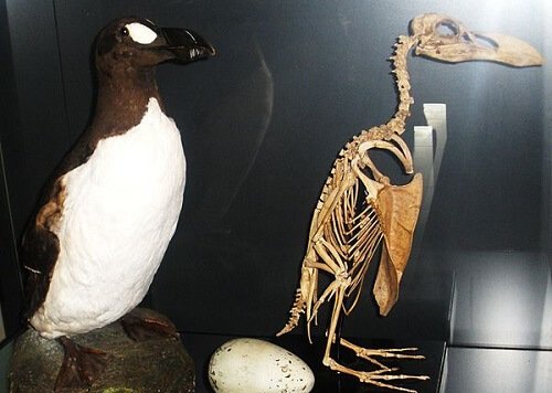 un'alca imbalsamata e il suo scheletro in un museo