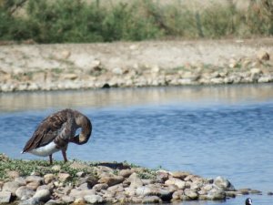 8 consigli per osservare la fauna selvatica