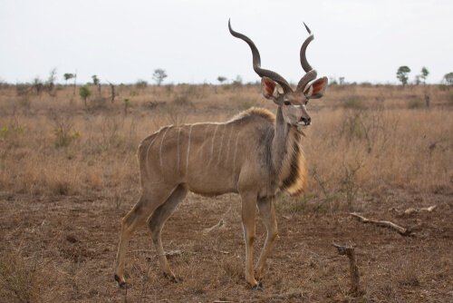 un'antilope africana con corna spettacolari