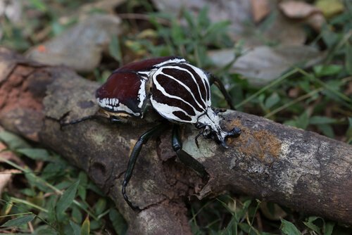 Coleottero golia su un ramo