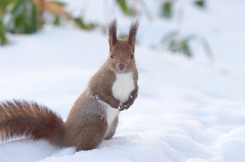 uno scoiattolo rosso sulla neve