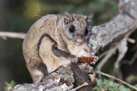 Animali Arboricoli 5 Specie Che Vivono Sugli Alberi I Miei Animali