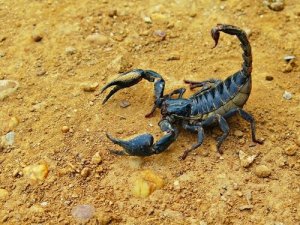 Il veleno dello scorpione è mortale?