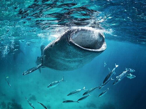 uno squalo balena inghiotte krill nell'oceano